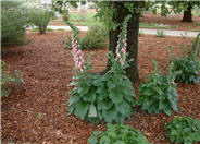 Strawberry Foxglove