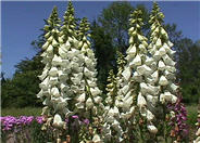 Digitalis grandiflora