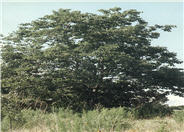 Common Persimmon