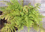 Autumn Fern