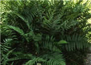 Southern woodfern