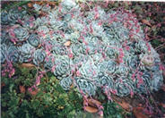 Rose Mexican Hens and Chicks