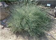 Ephedra nevadensis