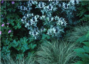 Eryngium