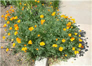 Eschscholzia californica