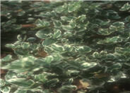 Euonymus fortunei 'Variegated'