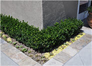 Boxleaf Euonymus