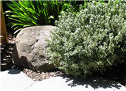 Euonymus japonicus 'Microphyllus Variega