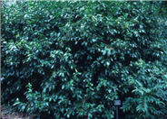 Euonymus kiautschovicus