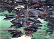 Purple Beech