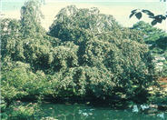 Fagus sylvatica 'Pendula'
