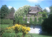 Silver Lace Vine, Lace Vine