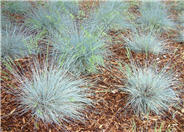 Siskiyou Blue Fescue