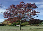 Fraxinus angustifolia 'Raywood'