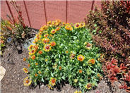 Gaillardia x 'Fanfare'