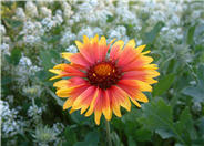 Blanket Flower