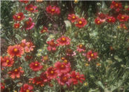 Burgundy Blanket  Flower