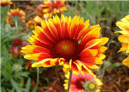 Gaillardia x grandiflora 'Goblin'