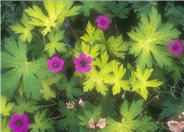 Ann Folkard Cranesbill