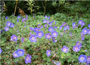 Brookside Cranesbill