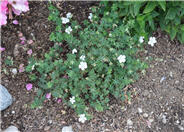 Creeping White Cranesbill