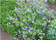 Geranium x 'Johnson's Blue'