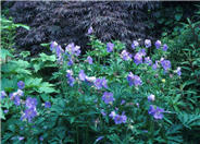Geranium pratense