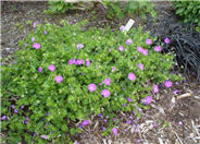 Geranium sanguineum 'New Hampshire'