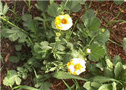 Geum chiloense 'Lady Stratheden'