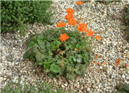 Geum coccineum
