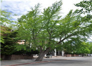 Ginkgo biloba 'Saratoga'