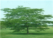 Gleditsia triacanthos 'Shademaster'