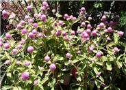 Gomphrena globosa