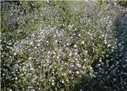 Gypsophila paniculata