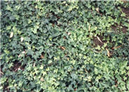 Hedera helix cultivars