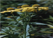 Sneezeweed
