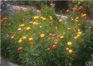 Strawflower