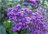 Heliotropium arborescens