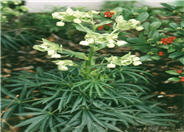 Stinking Hellebore
