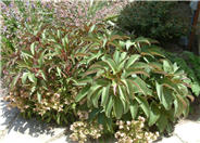 Hybrid Hellebore