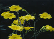 Bitsy Daylily
