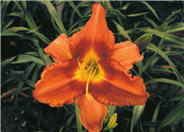 Hemerocallis spp