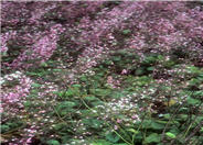Bressinghan Coral Bells