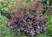 Heuchera 'Chocolate Veil'