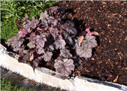 Ruby Veil Coral Bells