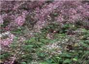 Bressingham White Coral Bells