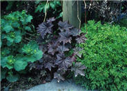 Heuchera micrantha 'Palace Purple'