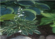 Hosta 'Carrie Ann'