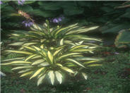 Hosta 'Celebration'