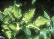 Hosta 'Dylan's Dilly'